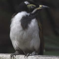 Entomyzon cyanotis (Blue-faced Honeyeater) at Sheldon, QLD - 10 Sep 2023 by PJH123