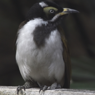 Entomyzon cyanotis (Blue-faced Honeyeater) at Sheldon, QLD - 10 Sep 2023 by PJH123