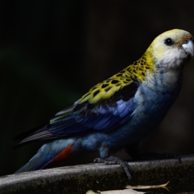 Platycercus adscitus (Pale-headed Rosella) at Sheldon, QLD - 10 Sep 2023 by PJH123