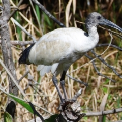 Threskiornis molucca (Australian White Ibis) at Victoria Point, QLD - 9 Sep 2023 by PJH123