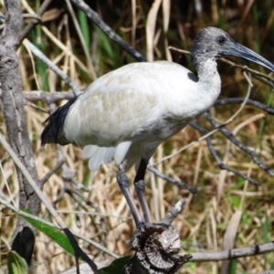 Threskiornis molucca at Victoria Point, QLD - 9 Sep 2023