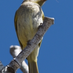 Lichmera indistincta (Brown Honeyeater) at Victoria Point, QLD - 9 Sep 2023 by PJH123