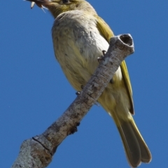 Lichmera indistincta at Victoria Point, QLD - 9 Sep 2023 11:08 AM