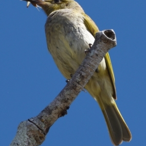 Lichmera indistincta at Victoria Point, QLD - 9 Sep 2023