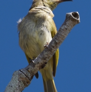 Lichmera indistincta at Victoria Point, QLD - 9 Sep 2023 11:08 AM