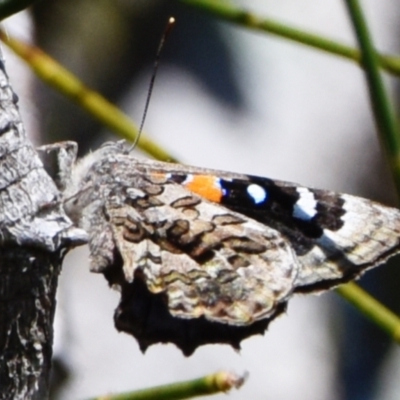 Ogyris amaryllis at Victoria Point, QLD - 9 Sep 2023 by PJH123