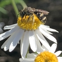 Lasioglossum (Chilalictus) sp. (genus & subgenus) (Halictid bee) at Mount Annan, NSW - 5 Sep 2023 by JudeWright
