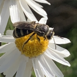 Lasioglossum (Chilalictus) sp. (genus & subgenus) at Mount Annan, NSW - 5 Sep 2023