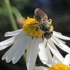 Lasioglossum (Chilalictus) sp. (genus & subgenus) at Mount Annan, NSW - 5 Sep 2023