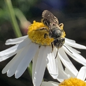 Lasioglossum (Chilalictus) sp. (genus & subgenus) at Mount Annan, NSW - 5 Sep 2023