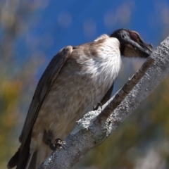 Philemon corniculatus (Noisy Friarbird) at Victoria Point, QLD - 9 Sep 2023 by PJH123