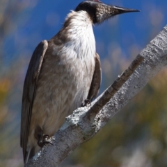 Philemon corniculatus at Victoria Point, QLD - 9 Sep 2023 11:13 AM