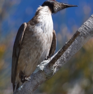 Philemon corniculatus at Victoria Point, QLD - 9 Sep 2023 11:13 AM