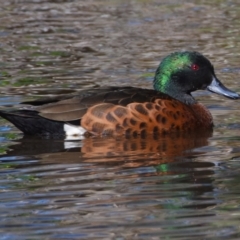 Anas castanea (Chestnut Teal) at Victoria Point, QLD - 9 Sep 2023 by PJH123