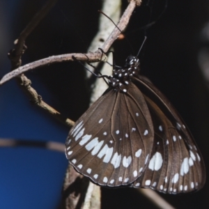 Euploea corinna at Victoria Point, QLD - 9 Sep 2023 03:18 PM