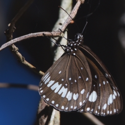 Unidentified Nymph (Nymphalidae) at Victoria Point, QLD - 9 Sep 2023 by PJH123