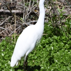 Ardea plumifera (Plumed Egret) at Victoria Point, QLD - 9 Sep 2023 by PJH123