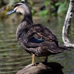 Anas superciliosa at Victoria Point, QLD - 9 Sep 2023