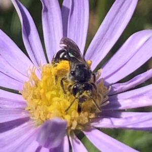 Lasioglossum (Chilalictus) sp. (genus & subgenus) at Mount Annan, NSW - 13 Sep 2023