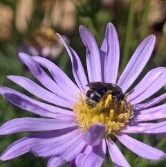 Lasioglossum (Chilalictus) sp. (genus & subgenus) at Mount Annan, NSW - 13 Sep 2023 12:41 PM