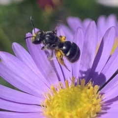 Lasioglossum (Chilalictus) sp. (genus & subgenus) at Mount Annan, NSW - 13 Sep 2023