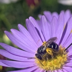 Lasioglossum (Chilalictus) sp. (genus & subgenus) at Mount Annan, NSW - 13 Sep 2023