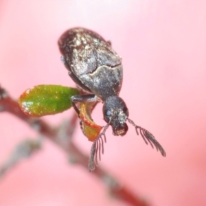 Ptilophorus sp. (genus) at Lower Borough, NSW - 15 Sep 2023