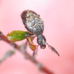 Ptilophorus sp. (genus) (Wedge-shaped beetle) at Lower Borough, NSW - 15 Sep 2023 by Harrisi