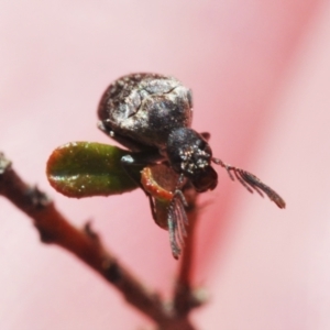 Ptilophorus sp. (genus) at Lower Borough, NSW - 15 Sep 2023