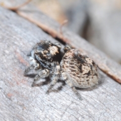 Euophryinae sp.(Undescribed) (subfamily) (A jumping spider) at Lower Borough, NSW - 15 Sep 2023 by Harrisi
