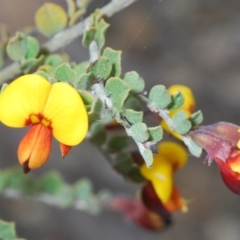 Bossiaea obcordata (Spiny Bossiaea) at Oallen, NSW - 15 Sep 2023 by Harrisi