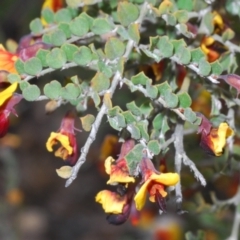 Bossiaea obcordata at Oallen, NSW - 15 Sep 2023 12:33 PM