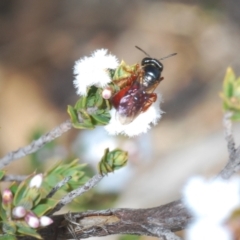 Exoneura sp. (genus) (A reed bee) at QPRC LGA - 15 Sep 2023 by Harrisi