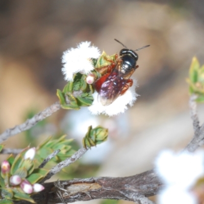 Exoneura sp. (genus) (A reed bee) at QPRC LGA - 15 Sep 2023 by Harrisi