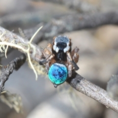 Maratus anomalus (Blue Peacock spider) at Oallen, NSW - 15 Sep 2023 by Harrisi