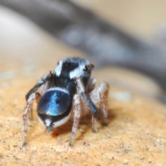 Maratus anomalus at Oallen, NSW - 15 Sep 2023