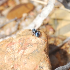 Maratus anomalus at Oallen, NSW - 15 Sep 2023