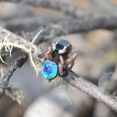 Maratus anomalus at Oallen, NSW - 15 Sep 2023