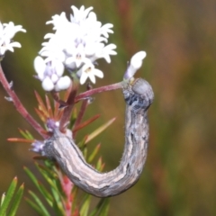 Unidentified Geometer moth (Geometridae) at Tianjara, NSW - 15 Sep 2023 by Harrisi