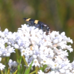 Castiarina bifasciata (Jewel beetle) at Jerrawangala National Park - 15 Sep 2023 by Harrisi