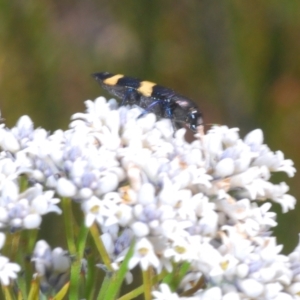 Castiarina bifasciata at Tianjara, NSW - 15 Sep 2023