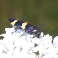 Castiarina bifasciata at Tianjara, NSW - 15 Sep 2023 02:25 PM