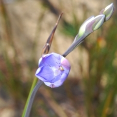 Thelymitra ixioides (Dotted Sun Orchid) at Jerrawangala National Park - 15 Sep 2023 by Harrisi