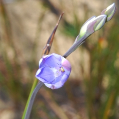 Thelymitra ixioides (Dotted Sun Orchid) at Jerrawangala National Park - 15 Sep 2023 by Harrisi