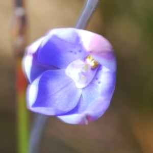 Thelymitra ixioides at Tianjara, NSW - 15 Sep 2023