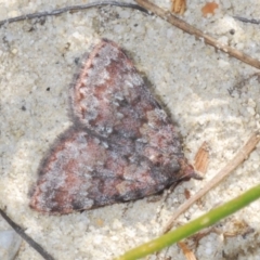 Unidentified Geometer moth (Geometridae) at Tianjara, NSW - 15 Sep 2023 by Harrisi