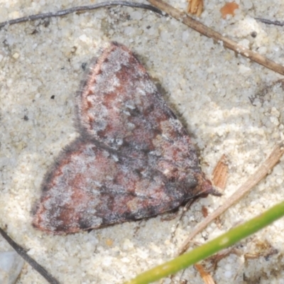 Dichromodes disputata (Scaled Heath Moth) at Tianjara, NSW - 15 Sep 2023 by Harrisi