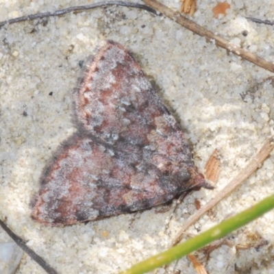 Dichromodes disputata at Jerrawangala National Park - 15 Sep 2023 by Harrisi