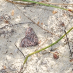 Dichromodes disputata at Tianjara, NSW - 15 Sep 2023 02:37 PM