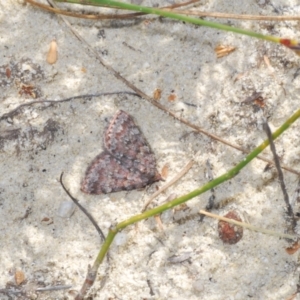 Dichromodes disputata at Tianjara, NSW - 15 Sep 2023 02:37 PM